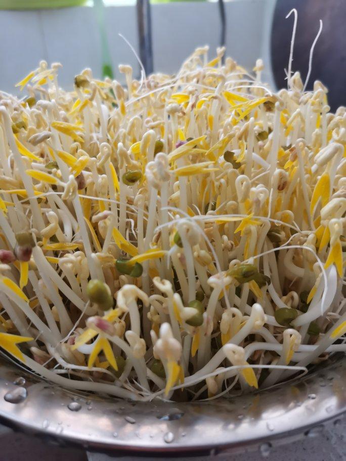 沥水篮发豆芽