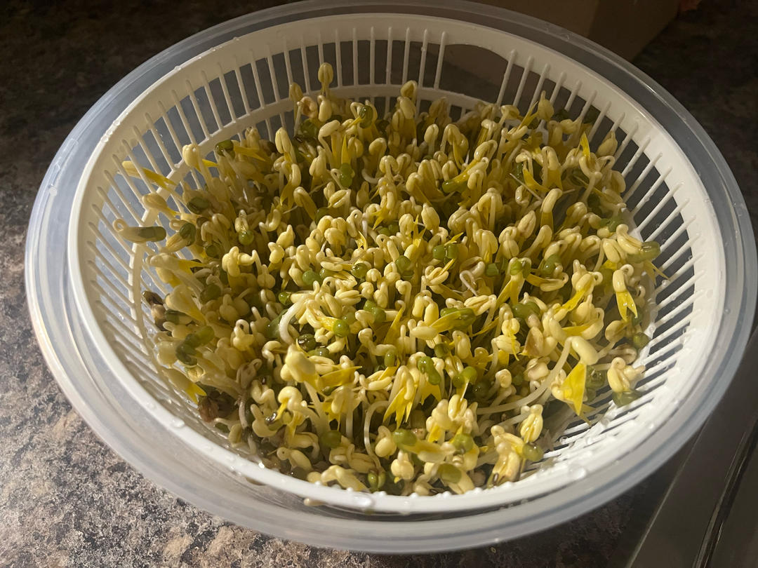 自发豆芽👉👉不用豆芽机版且附操作视频