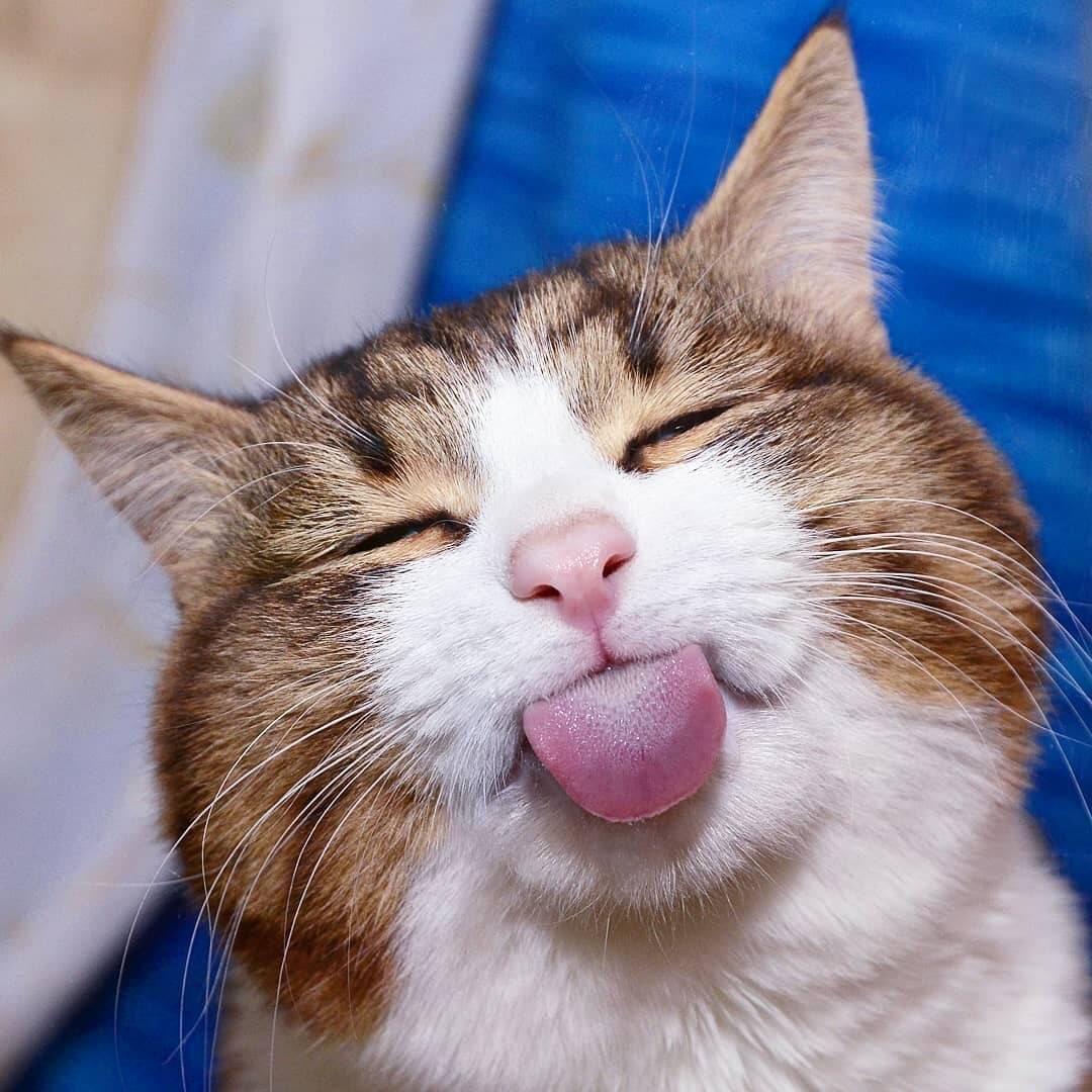 超爱吃的馋嘴猫