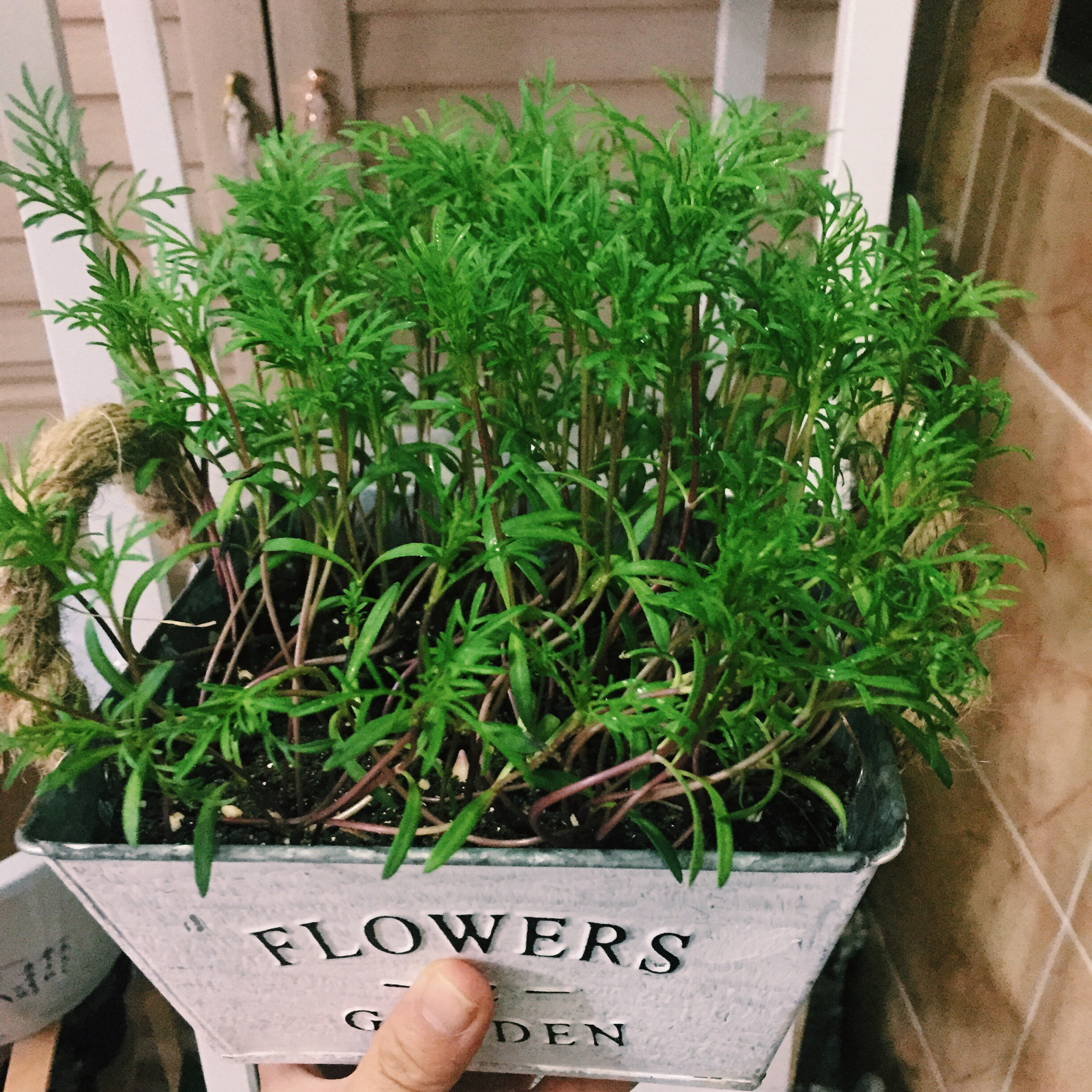 生菜（色拉用）生长记