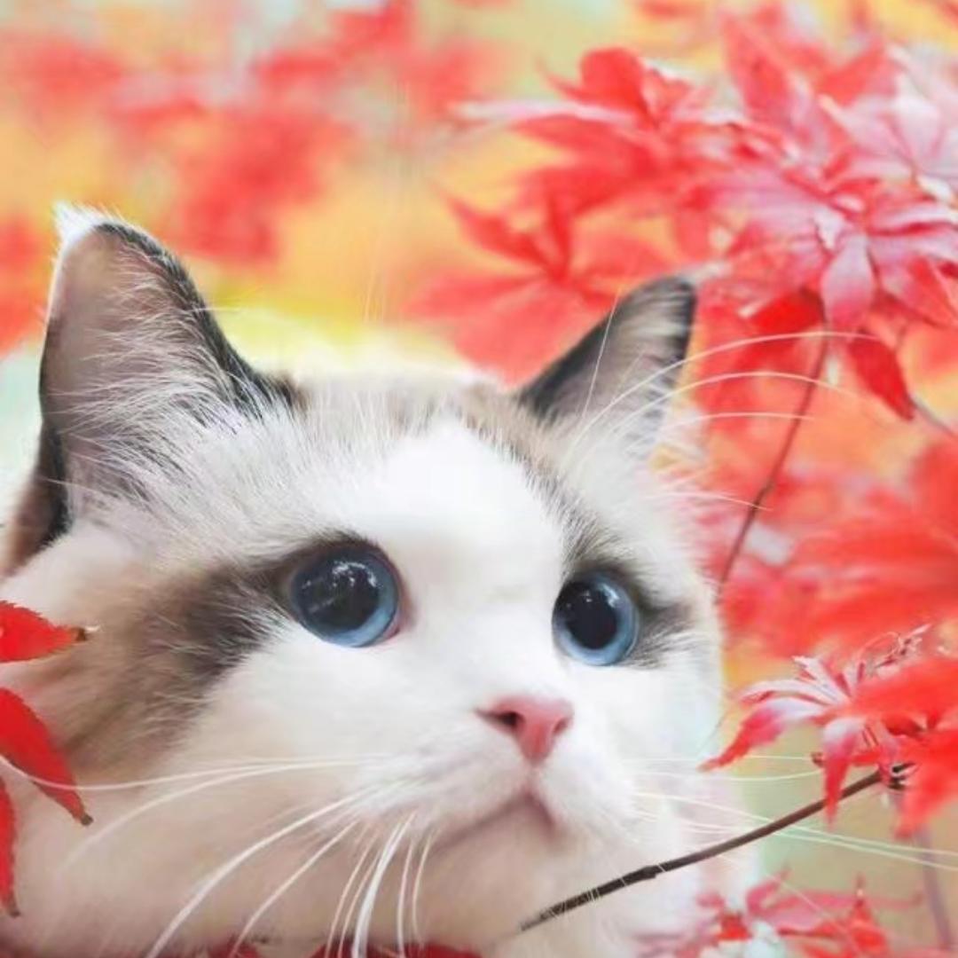 是猫小厨吖