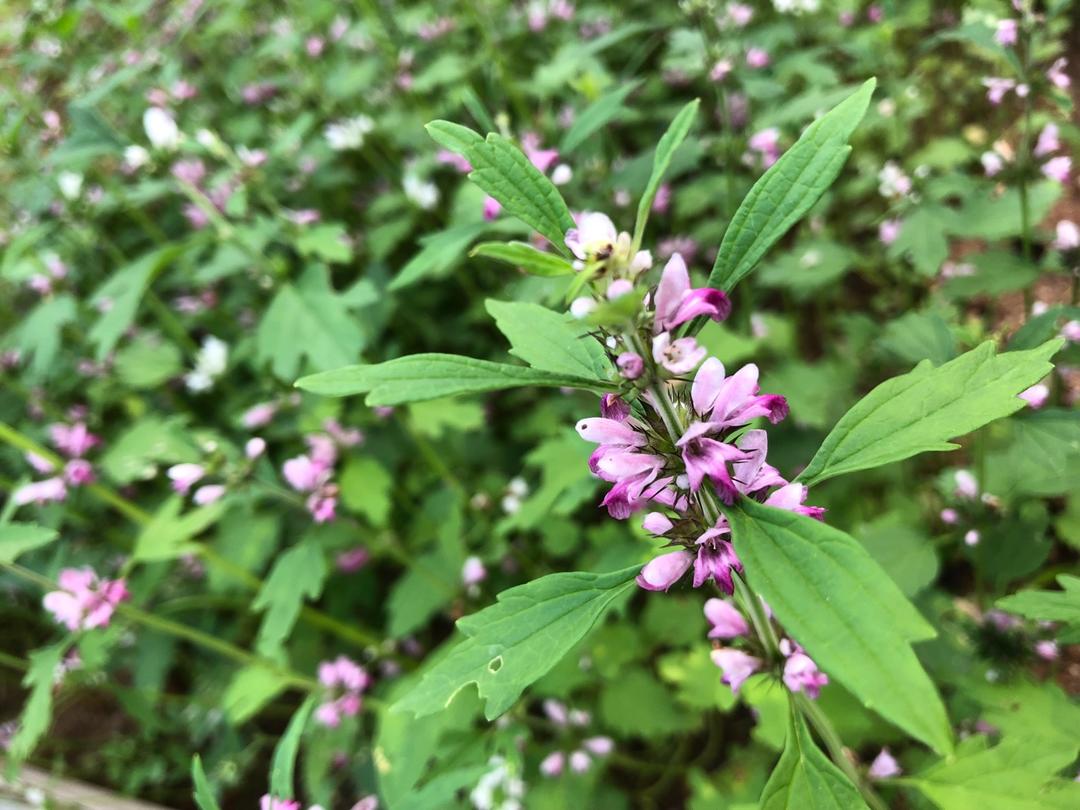 上汤益母草枸杞