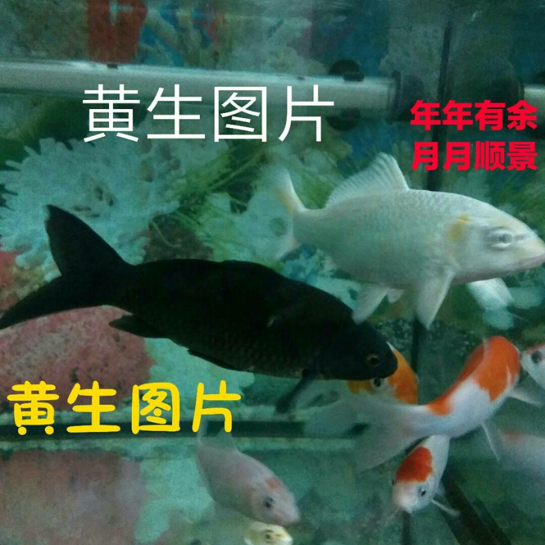 黄生专栏