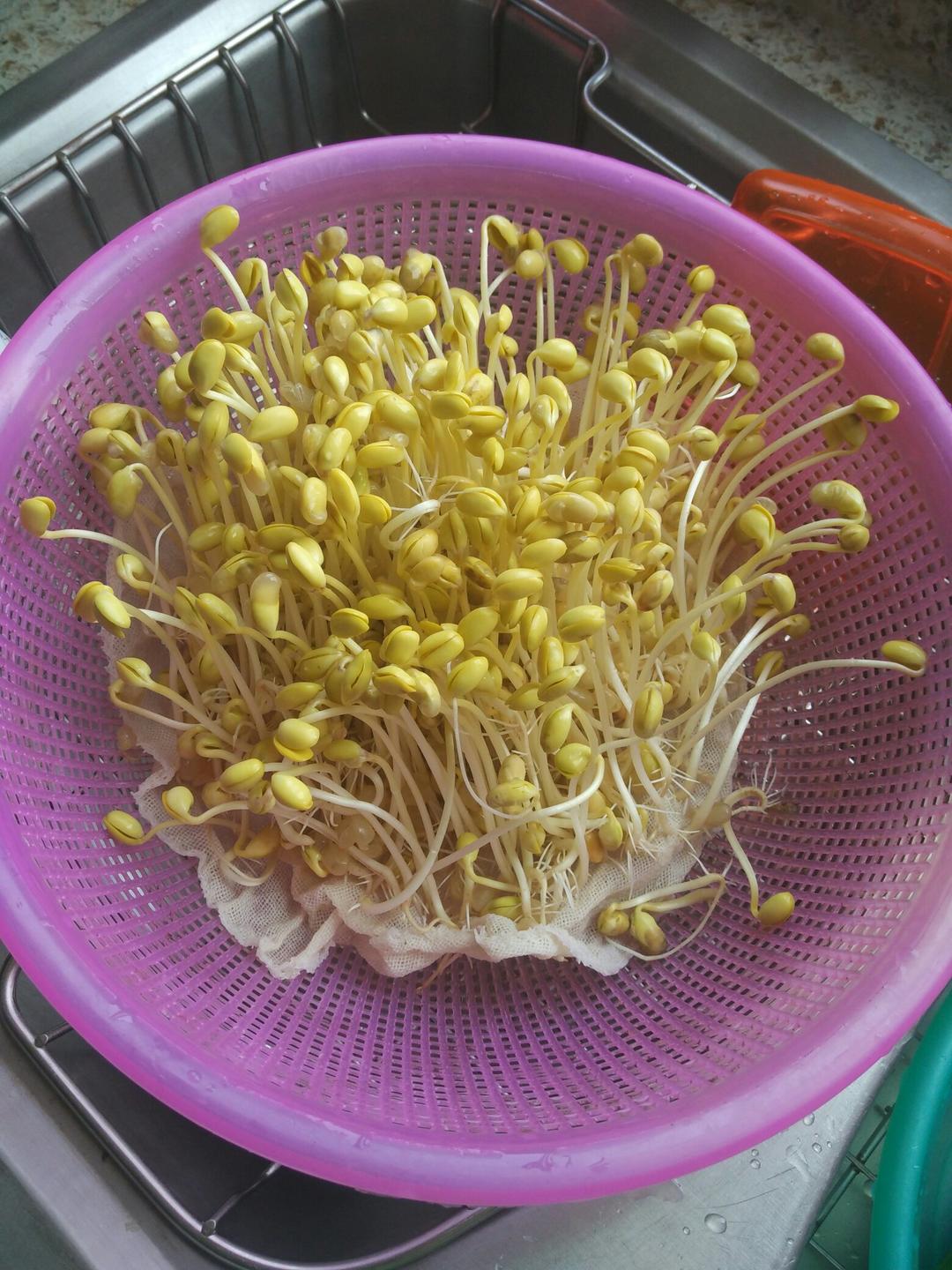 发黄豆芽的做法