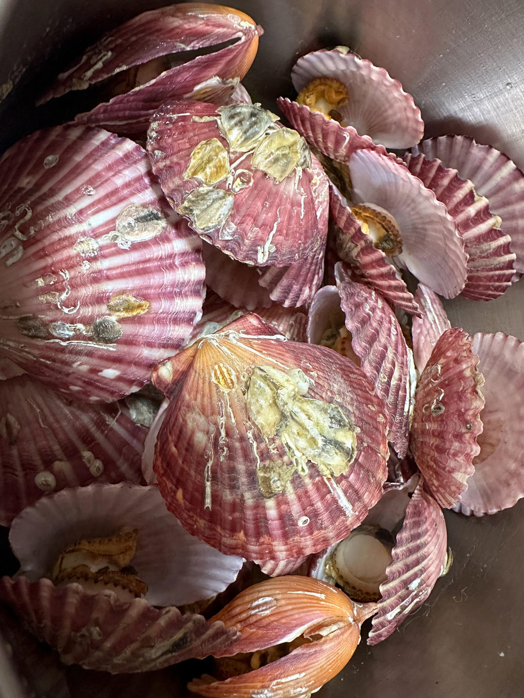 清蒸扇贝（海鲜大餐直播菜单）