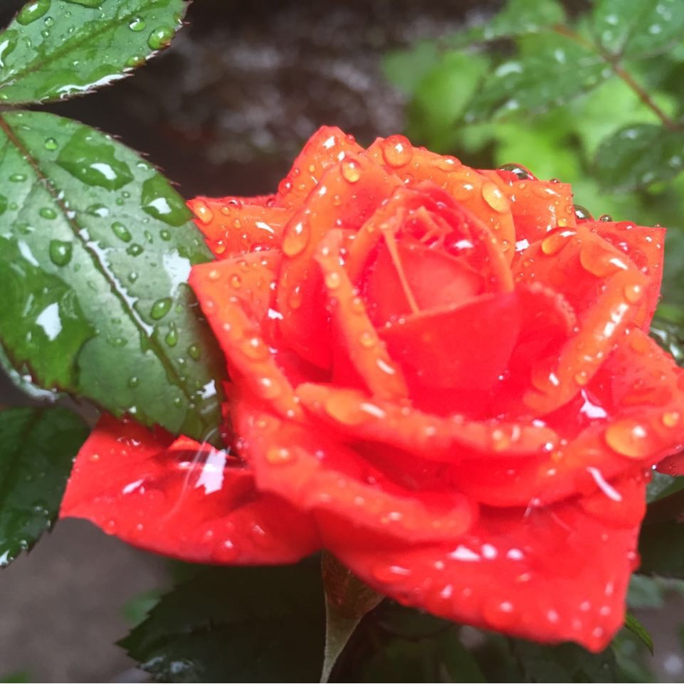 小老虎-34