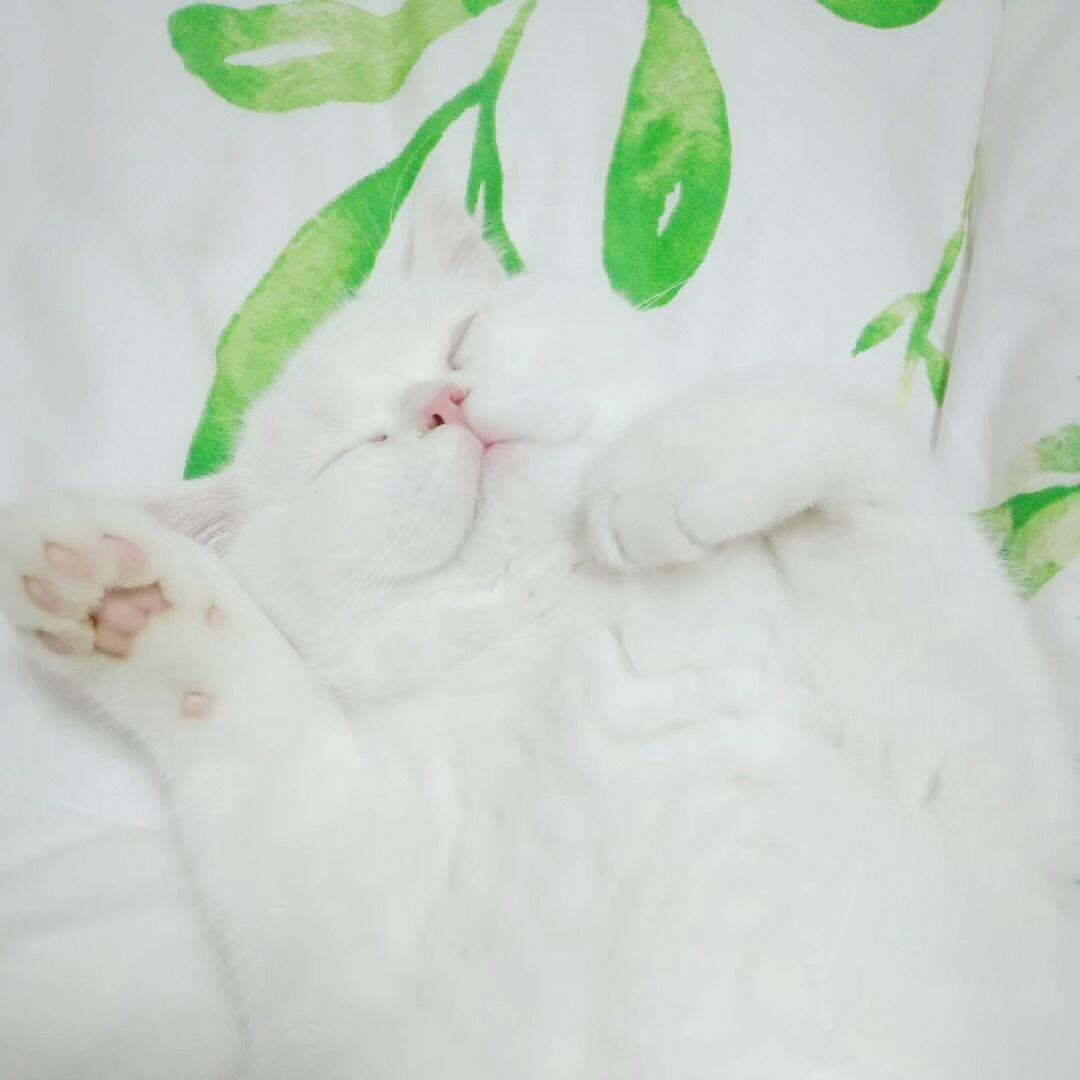 睡不够的喵小瑜