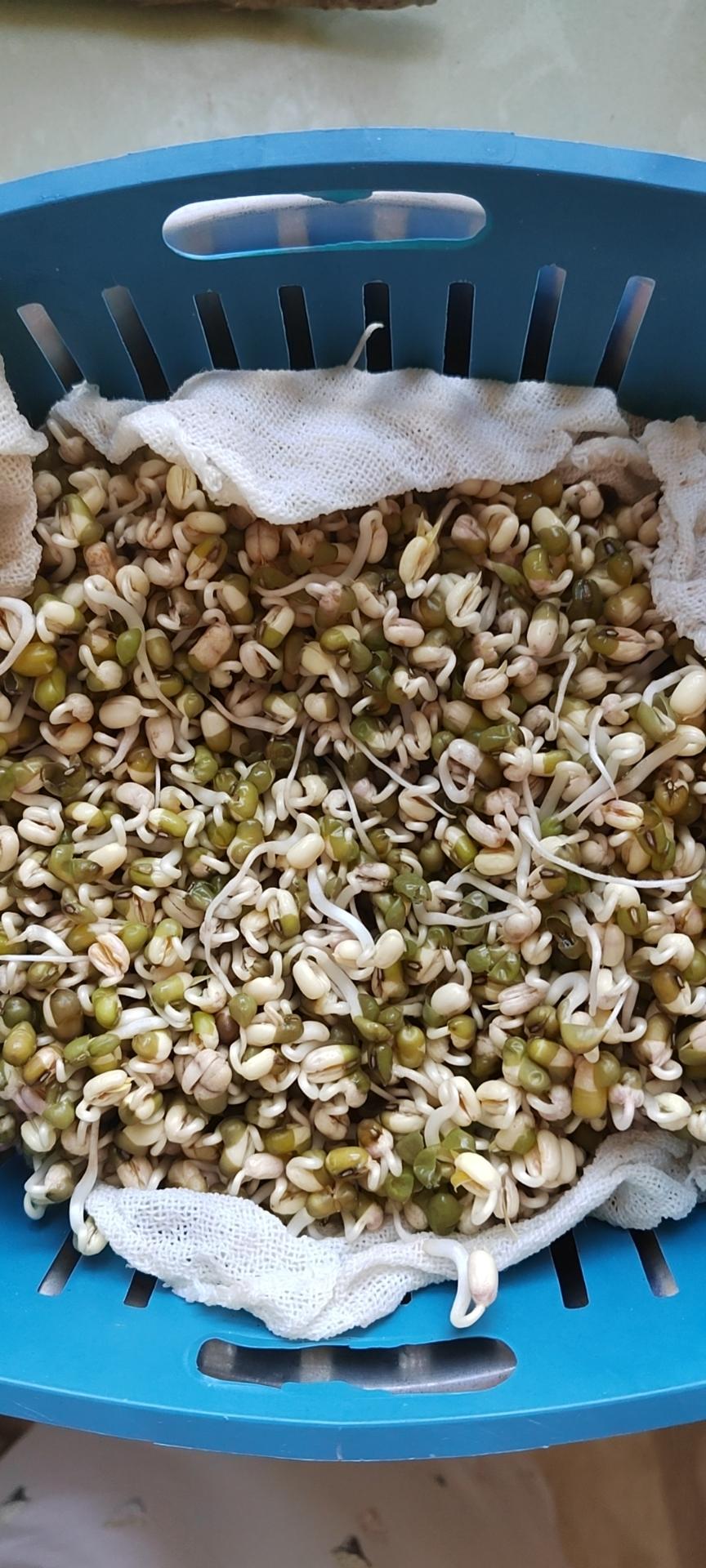 自发绿豆芽/自生豆芽/自制豆芽