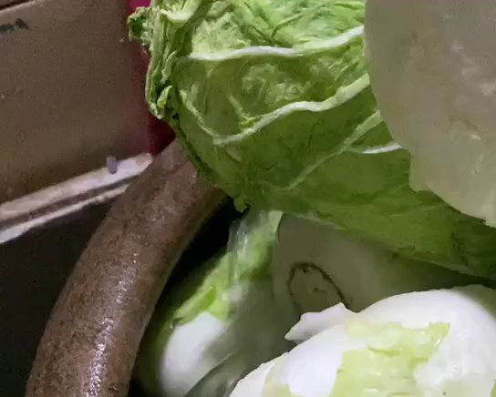 东北酸菜腌制的做法 步骤13