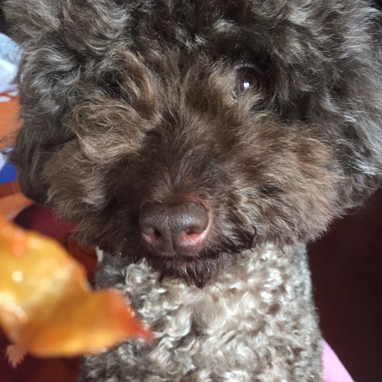 狗狗奖励零食——鸡肉干