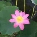 贝妈饭桌