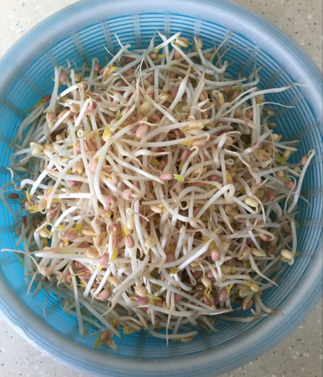 我是你的月儿做的自制绿豆芽