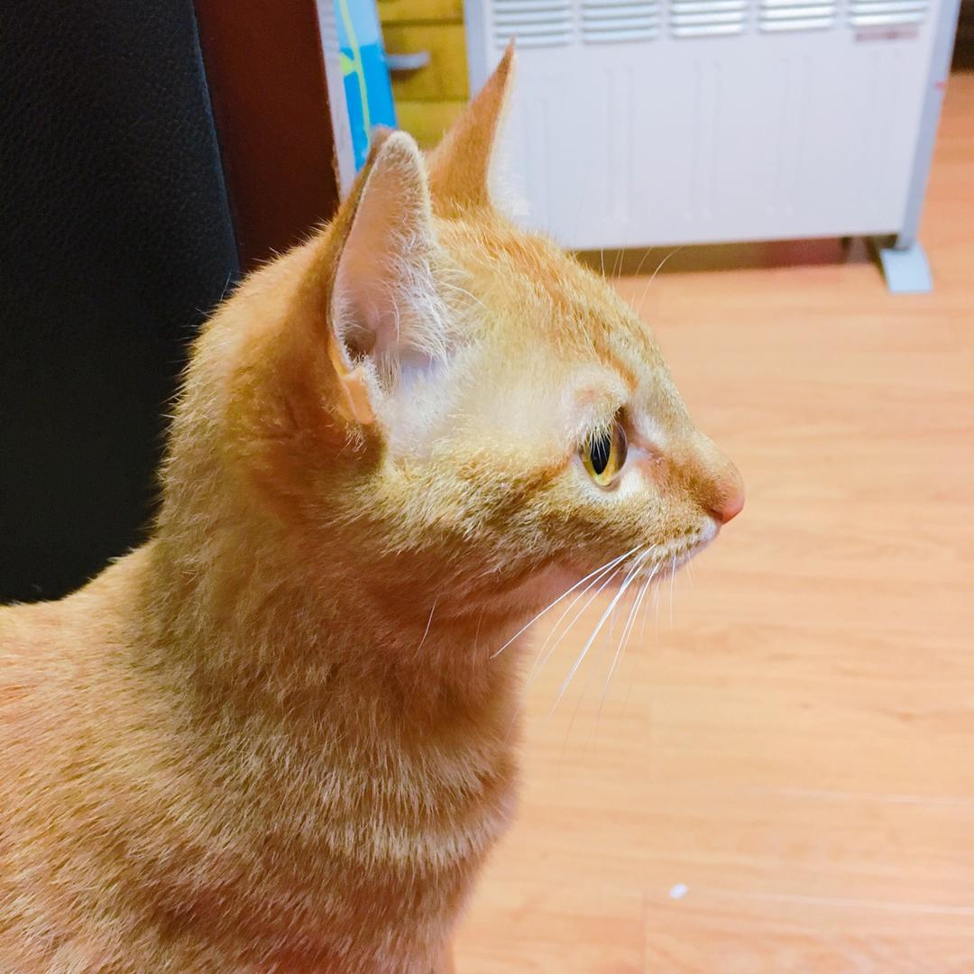 荒原狼的小绿熊