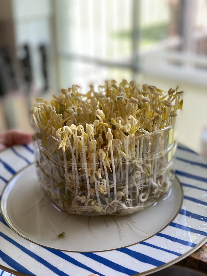 自发绿豆芽