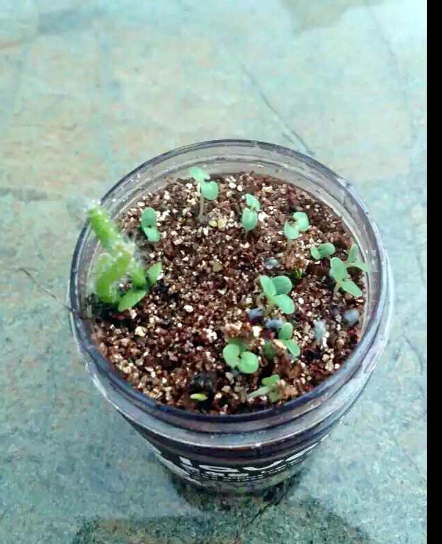 美丽一角