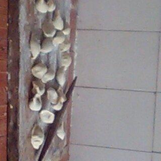 饺子馅 饺子 包子馅 包子