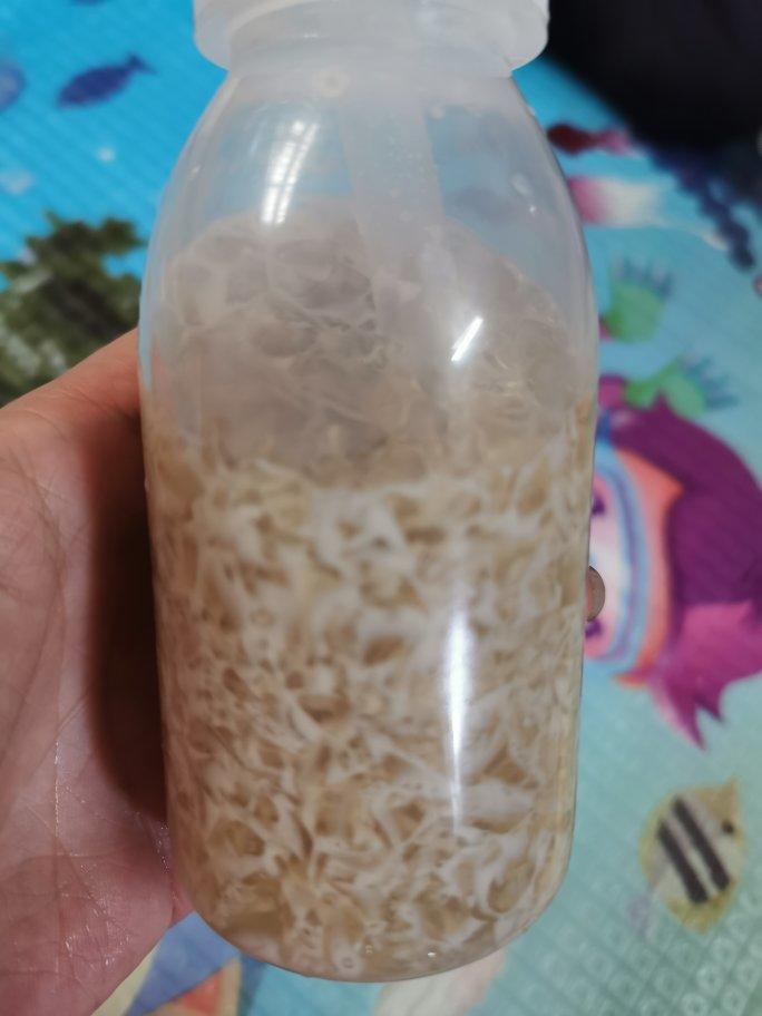 海底椰雪梨菊花膏