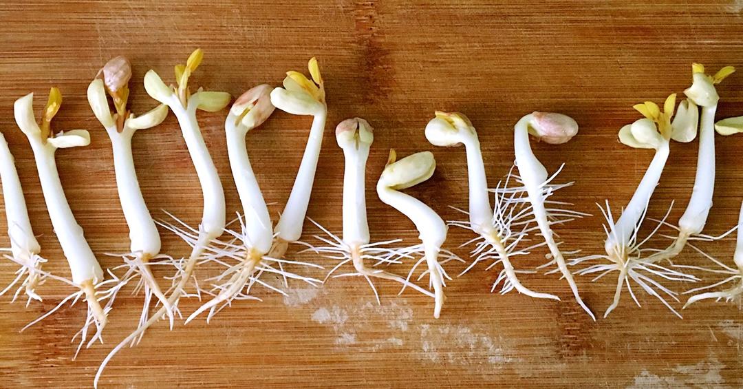 大鼻然做的自己动手种花生芽