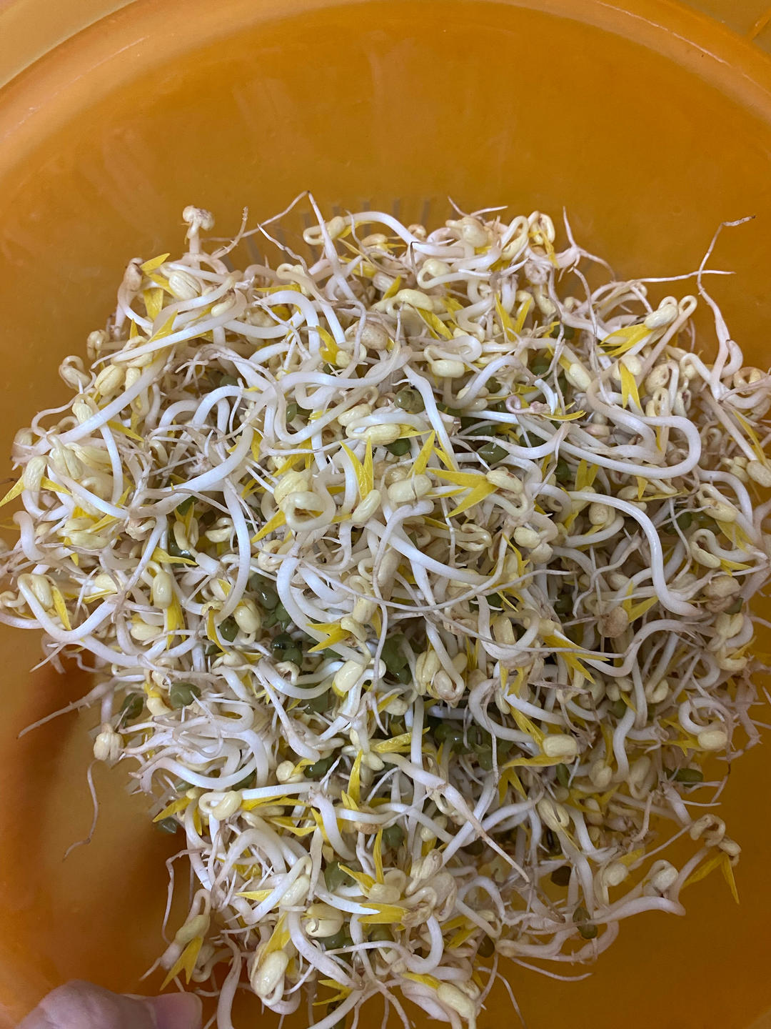 发豆芽之“双层沥水篮+厚布包裹+压重物”详细攻略