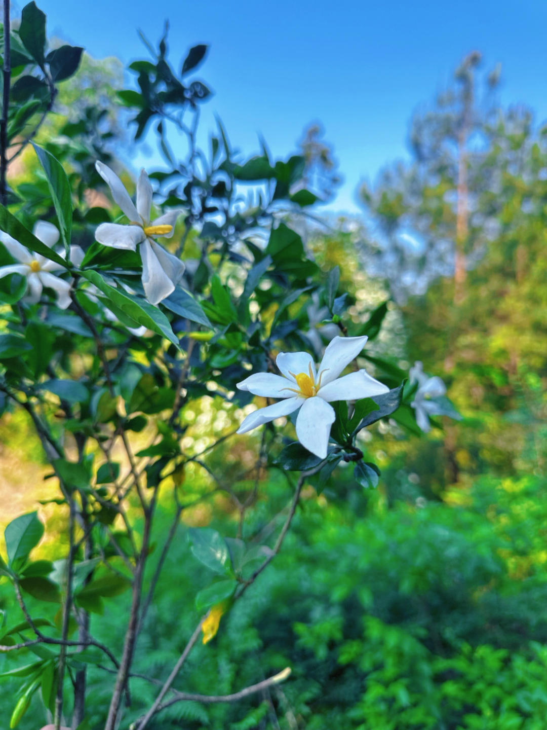 初夏味道—-清炒桅子花