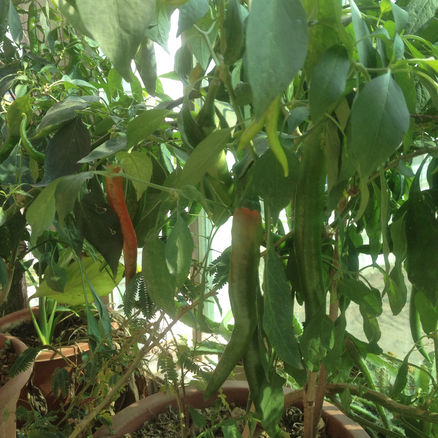 菜园、花园美图分享