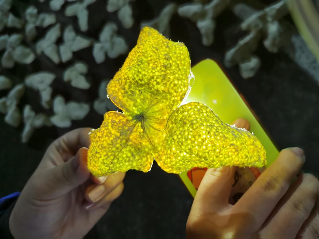 听说在广东，陈皮是像嫁妆一样的存在