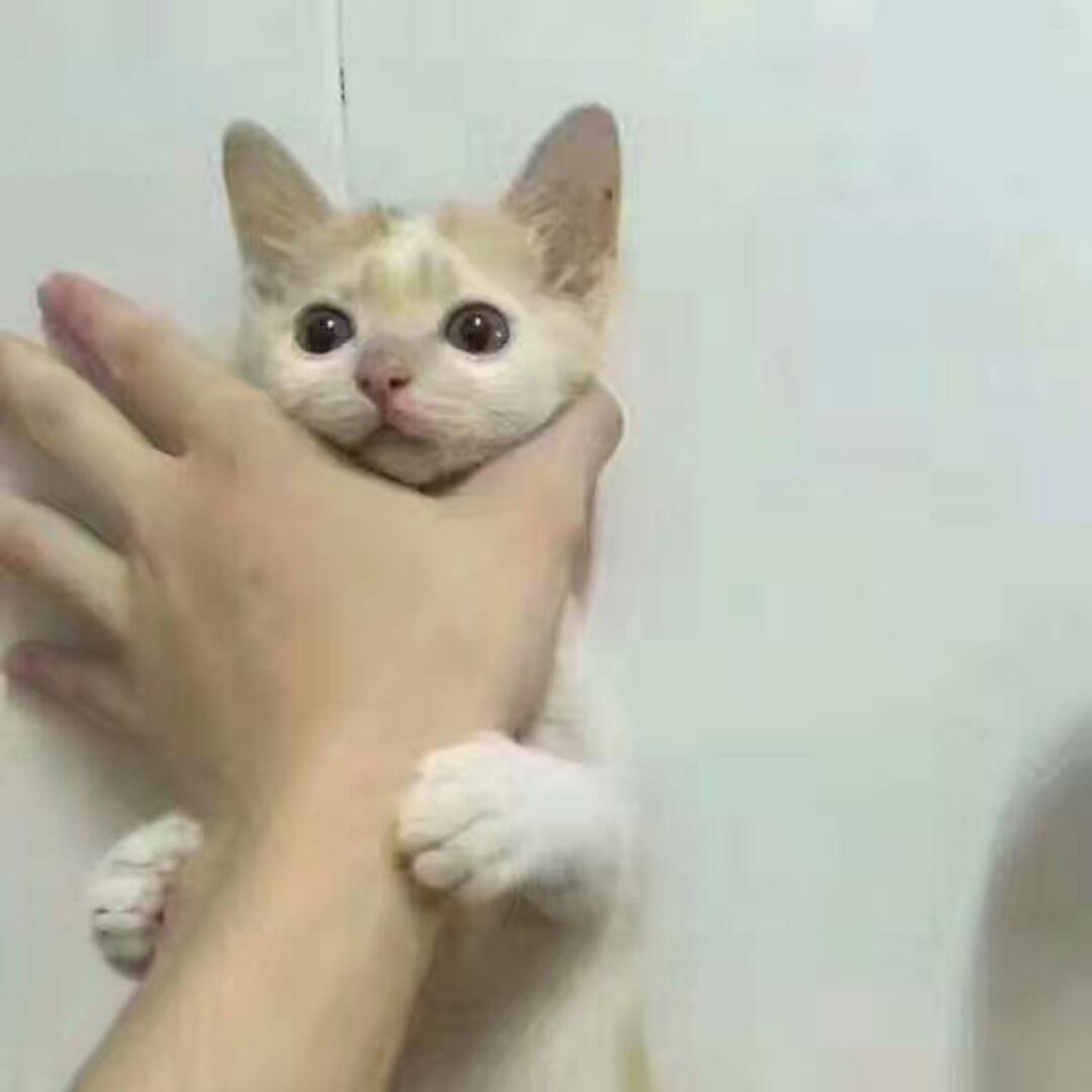 袁沐薇