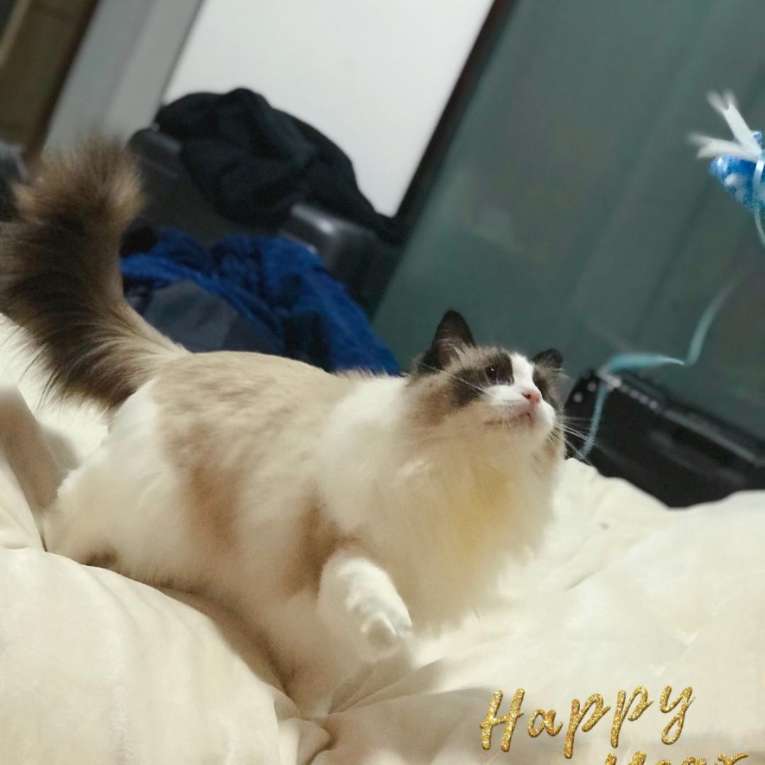 Echo_Zhang