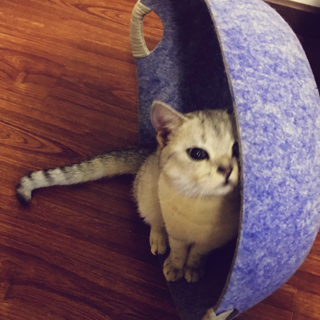 ___黄竹君
