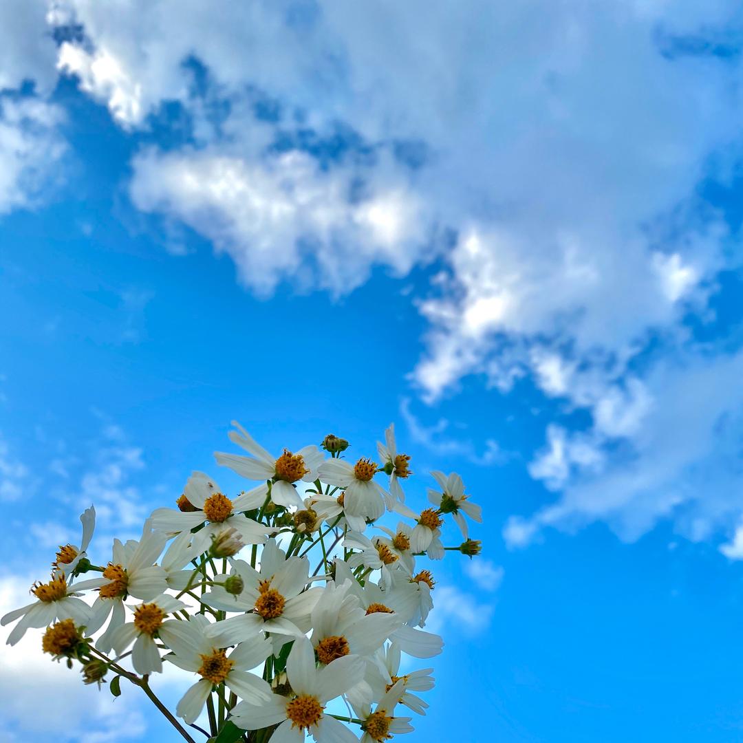 天使不当家的厨房