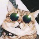 爱吃哈密瓜的喵喵酱