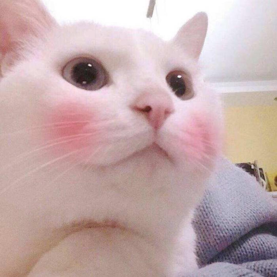小猫zzx
