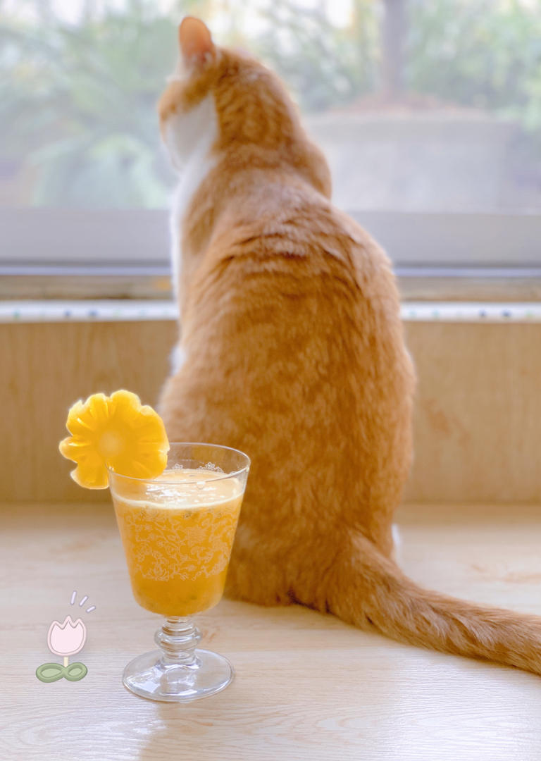 浣浣和她的两只猫