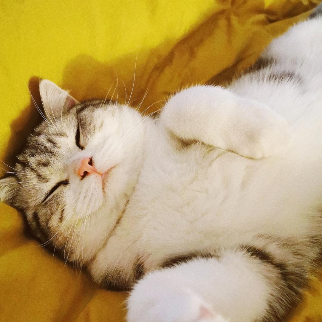 每日更新菜谱的soul君