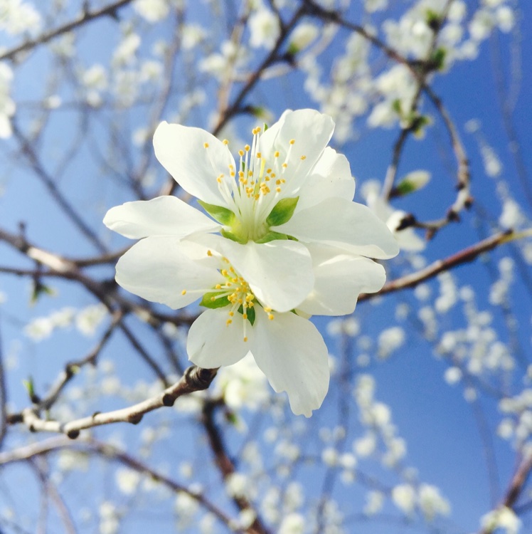 那些花儿
