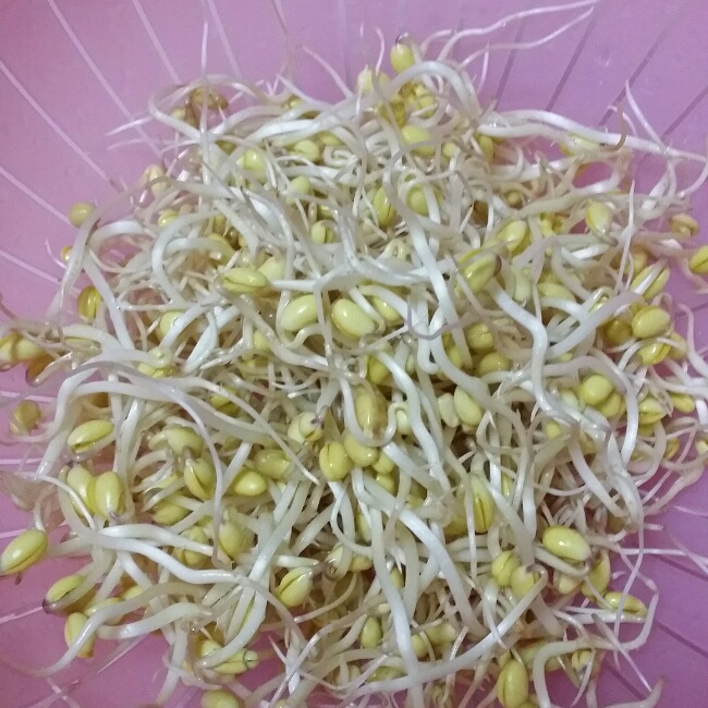 自发绿豆芽