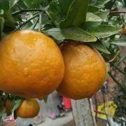 爱吃胡萝卜的兔子呢