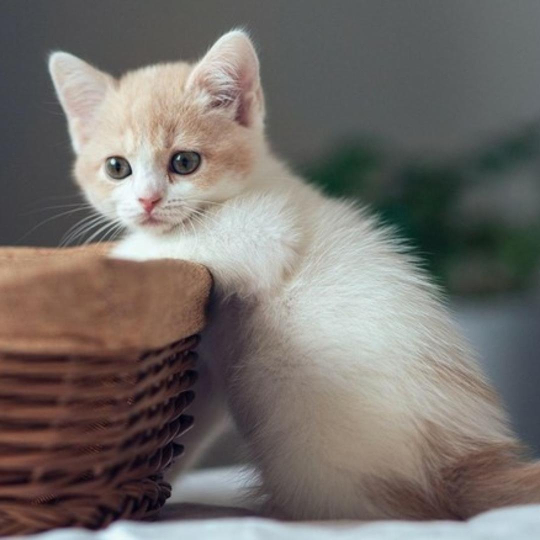栗小猫