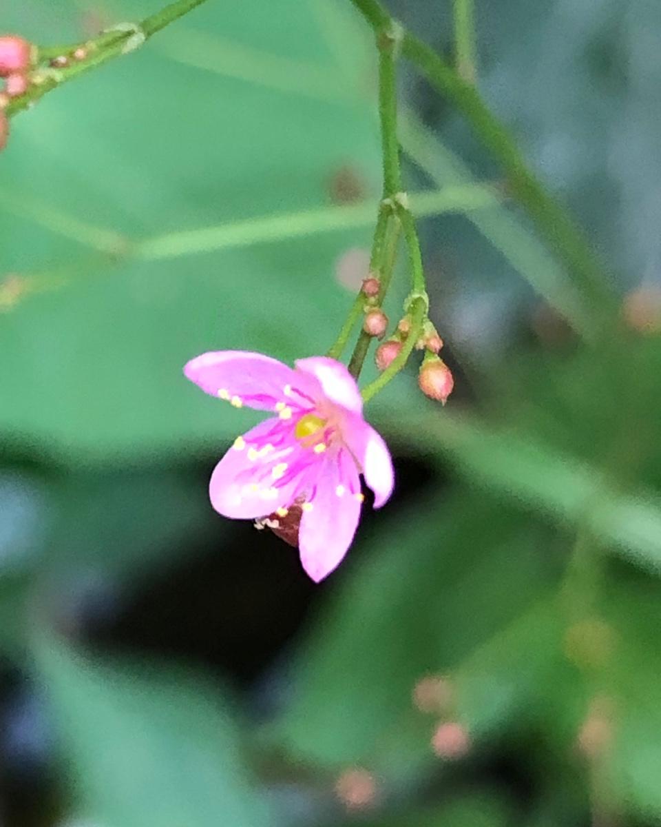 老母鸡炖人参虫草花汤