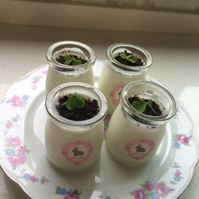 盆栽酸奶