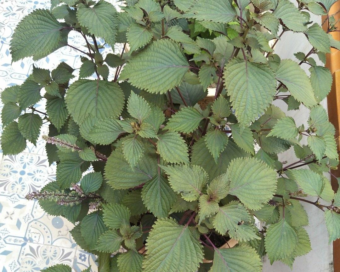 紫苏薄荷姜茶