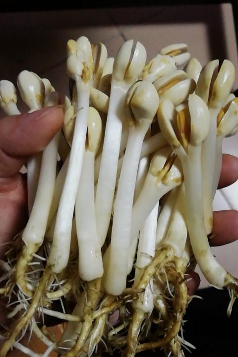 叶子au7n做的花生芽