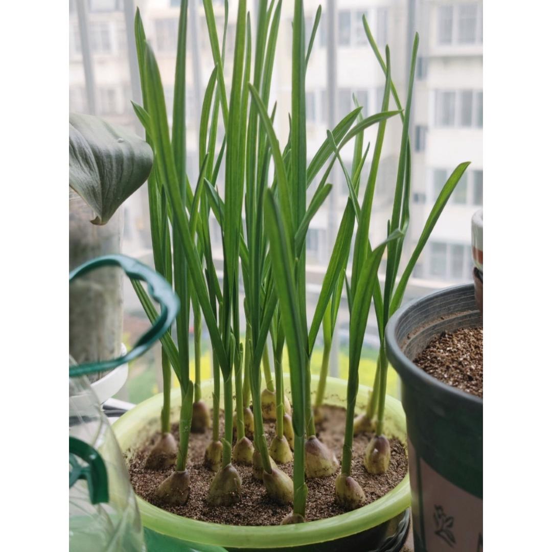 瓜果蔬菜养成记