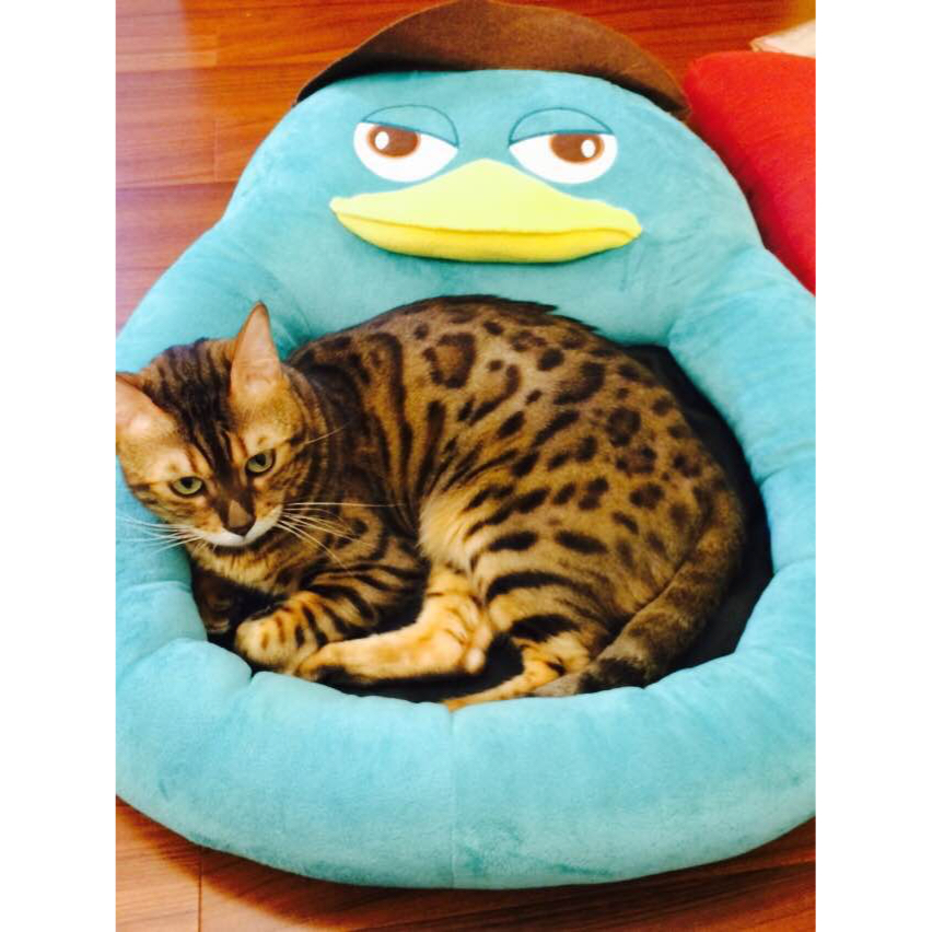 萌萌哒喵星人