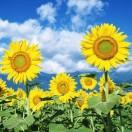 手机用户3300_xcmj的厨房