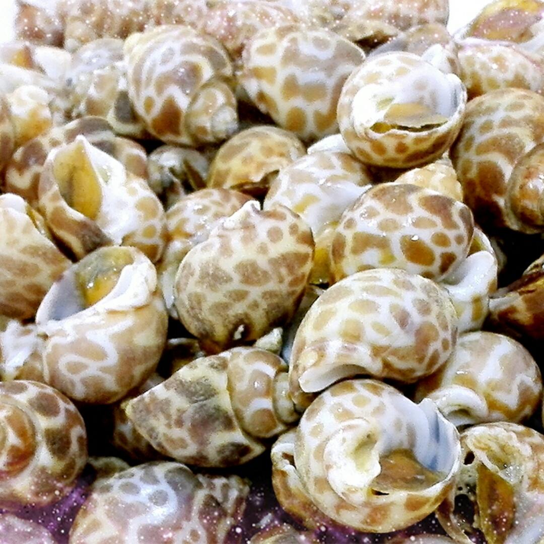 菠萝你个大吃货