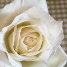 黎子花核木的厨房