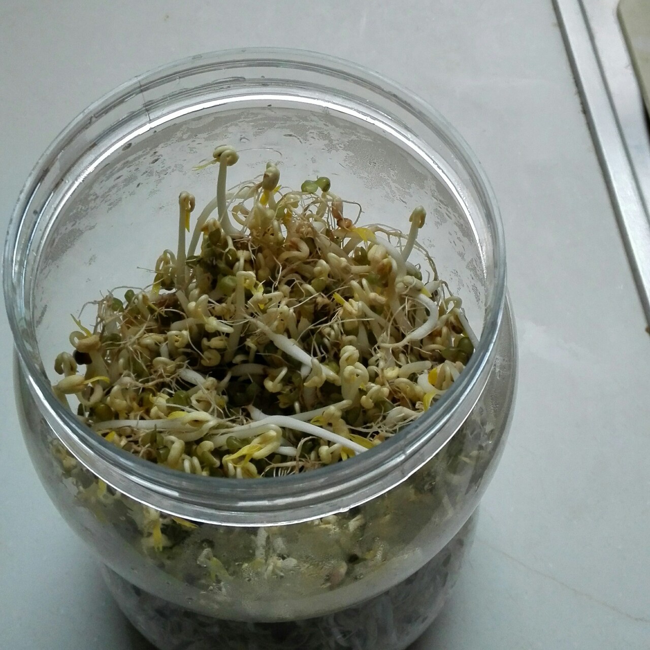 米奇小羊_lz42做的自发豆芽(可乐瓶发豆芽0失败!