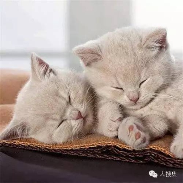 水中月爱厨房