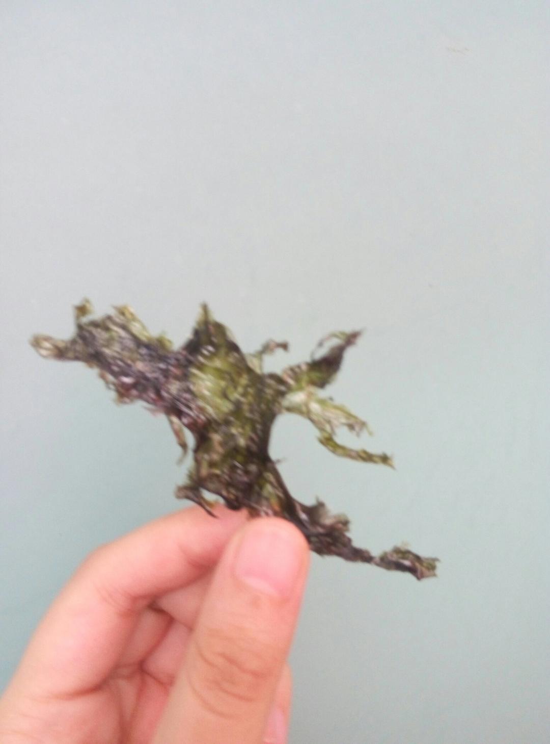 自制海苔